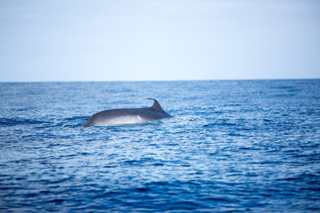 Whale
