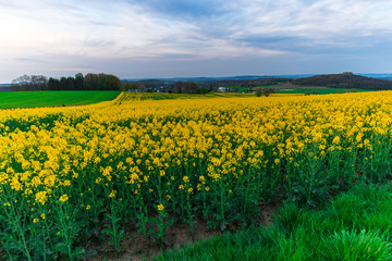 Obraz premium Rape field