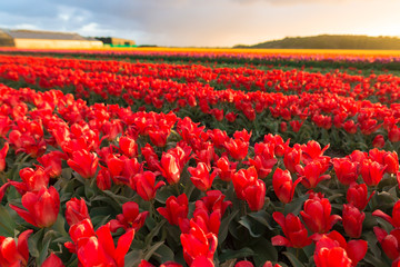 Amazing tulips field
