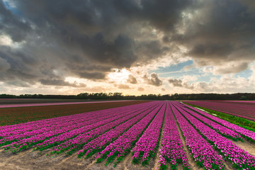 Fototapeta na wymiar Amazing tulips field