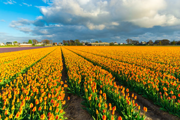 Amazing tulips field