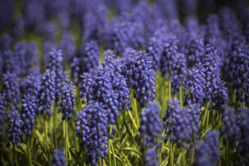 summer flower garden
