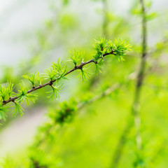 Early spring, young larch close-up, concept of spring, seasons, weather. Fresh coniferous tree branch, modern natural square background, selective focus