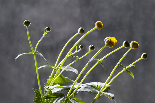 Fototapeta Yellow flower buds in the gray background.