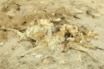 Death Jackal at Cape Cross in Namibia