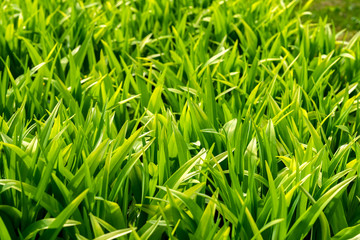 Young spring grass close-up, light green shade called Greenery, symbol of new beginnings, modern natural wallpaper for all occasions, copy space, selective focus