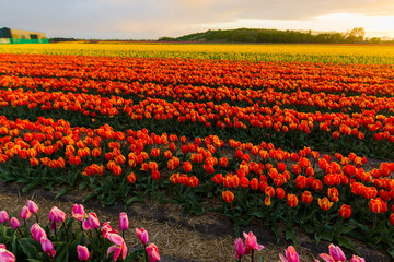 Clouds and beautiful flowers field