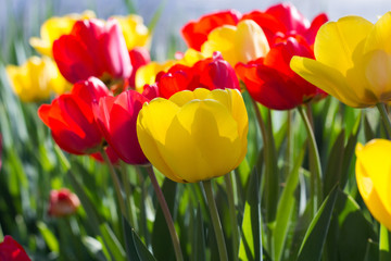 Obraz premium Tulips in the Garden