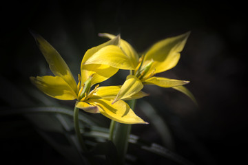 Obraz premium summer flower garden