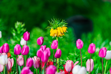 Fototapeta premium Amazing flowers field atthe park