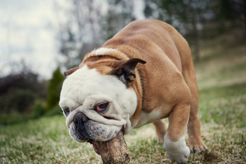 English bulldog playing with wooden stick in countryside. It is looking in the camera.