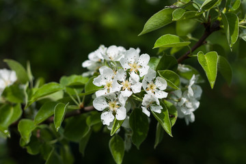 Obraz premium blooming plum tree spring flower