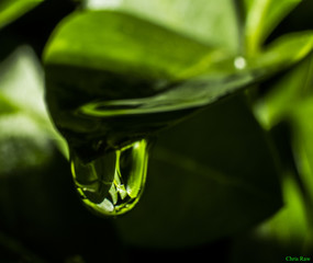 macro