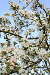 Blossom apple-tree under the blue spring sky