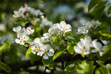 Flowering trees in the spring