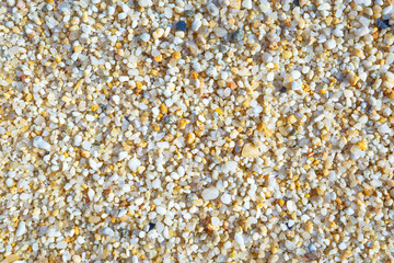 Texture with shell and pebble at wet yellow sand of beach. Vacation background.