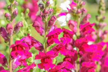Colorful flowers in the garden...