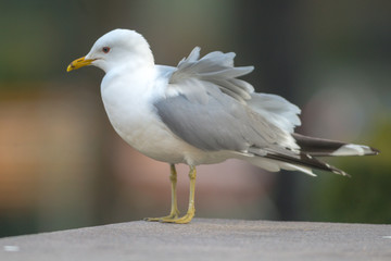 Closeup of seagull during springtime in city