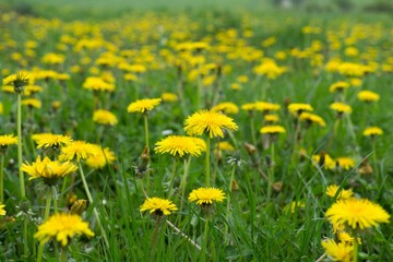 Dandelion field. Slovakia