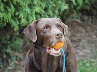 labrador retriever dog playing with a ball