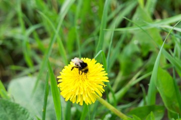 Bumblebee on dandelion