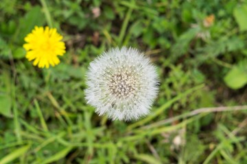 Dandelion in the grass during sunny days . Slovakia
