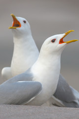 Fototapeta premium Closeup of two seagulls singing during springtime in city