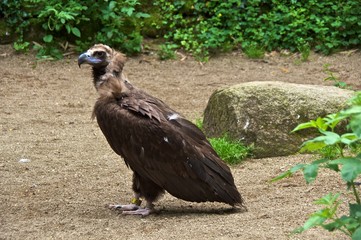 Cinereous vulture (Aegypius monachus) standing on the ground.