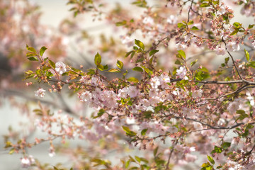 Pink cherry flowers on  Sakura trees in Stockholm City