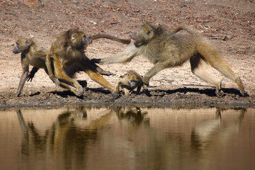 The chacma baboon (Papio ursinus), scuffle on the water