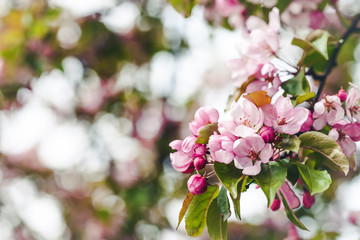 Obraz premium Cherry bloosom tree flowers background.