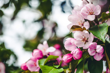 Fototapeta na wymiar Cherry bloosom tree flowers background.