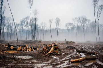 Deforestation. Stump Forest Destruction Damage Climate Trees Shanges - Powered by Adobe