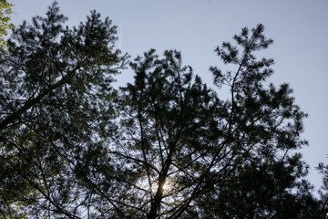 Trees in the forest. Slovakia