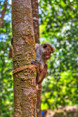 Kleine wilde Ceylon Hutaffen prägen das Bild in den Regenwäldern und der exotischen Natur auf der tropischen Insel Sri Lanka im Indischen Ozean