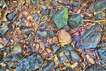 Eine Textur aus bunten Blättern und Steinen in einem trockenen Bachbett im Dschungel von Sri Lanka im Indischen Ozean