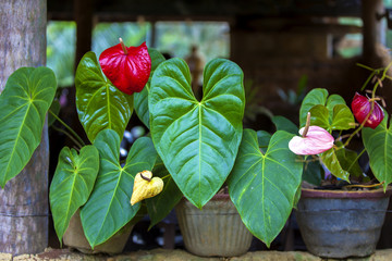 Wunderschöne Flamingoblumen mit leuchtend roten Blüten und leuchtend grünen Blättern stehen als Zierpflanzen vor einem Haus auf der tropischen Insel Sri Lanka im Indischen Ozean