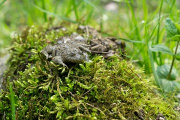 Frog on the moss. Slovakia