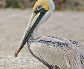 Pelican 2
