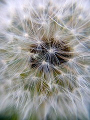 Extreme macro of a dandelion flower