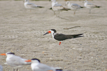 Black skimmer 2