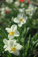 White daffodils among green leaves on a sunny day