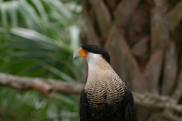 Andean Condor