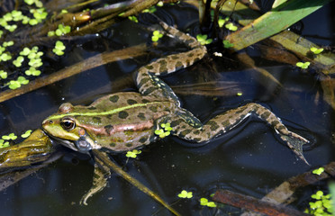 
Frog in the water between reeds and other water plants in the river in vivo development