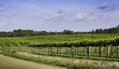 Fototapeta na wymiar Vineyard in winery region of Arkansas during early spring when the viines have begun to produce wine grapes