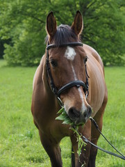brown horse potrait, grass background, eating grass