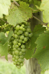 Chardonary on vine in vineyard ready for harvest