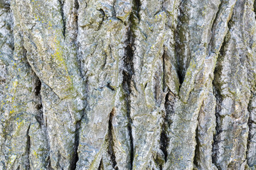 Background Baumrinde Esche-5