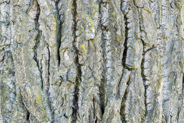 Background Baumrinde Esche-7