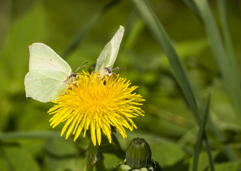 Two butterflies on dandelion